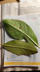 Phyllocoptes coprosmae