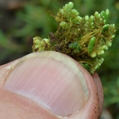 Azolla microphylla