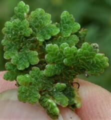 Azolla microphylla