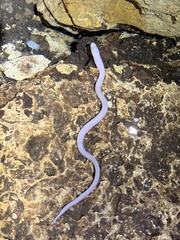 Ophisternon infernale