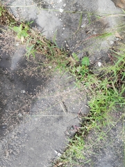 Eragrostis amabilis