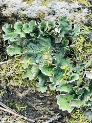Peltigera aphthosa