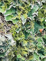 Peltigera aphthosa