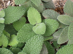 Teucrium scorodonia