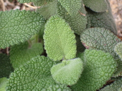 Teucrium scorodonia