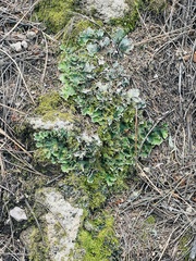 Peltigera aphthosa