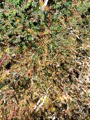 Acrothamnus colensoi