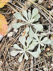 Antennaria parvifolia