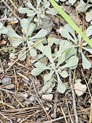 Antennaria parvifolia