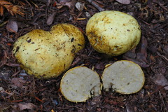 Truncocolumella citrina