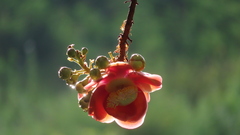 Couroupita guianensis