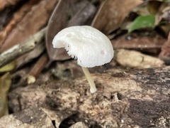 Pluteus semibulbosus