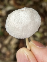 Pluteus semibulbosus