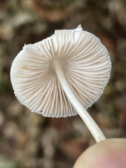 Pluteus semibulbosus