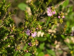 Kunzea ciliata