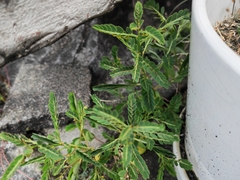 Phyllanthus urinaria