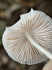 Pluteus semibulbosus