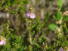 Kunzea ciliata