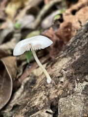 Pluteus semibulbosus