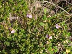 Kunzea ciliata