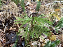 Dendrolycopodium