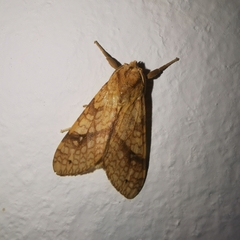 Lophocampa annulosa