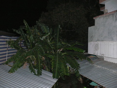 Epomophorus