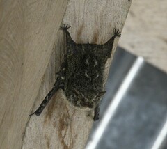 Rhynchonycteris naso