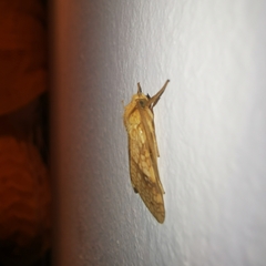 Lophocampa annulosa