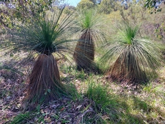 Xanthorrhoea acanthostachya
