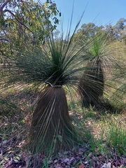 Xanthorrhoea acanthostachya