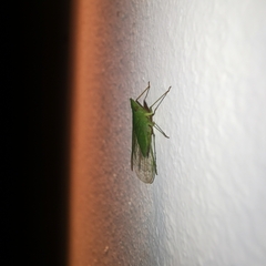 Rhynchomitra