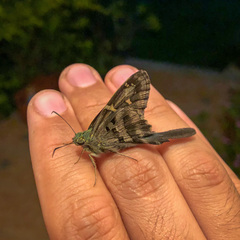 Urbanus proteus proteus