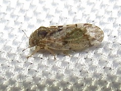 Pachypsylla