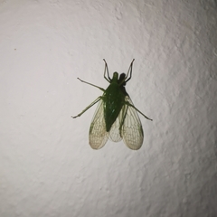 Rhynchomitra