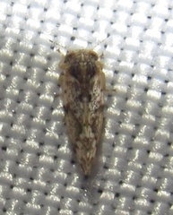 Pachypsylla