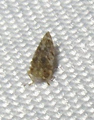 Pachypsylla