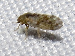 Pachypsylla