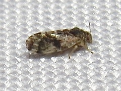 Pachypsylla