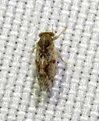 Pachypsylla