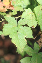 Rubus spectabilis