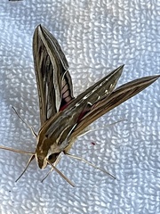 Hippotion celerio