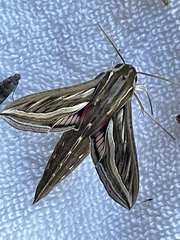 Hippotion celerio