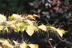 Reynoutria × bohemica