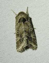 Lacinipolia erecta