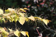 Reynoutria × bohemica