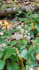 Eurybia divaricata