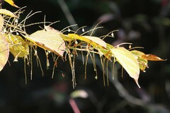 Reynoutria × bohemica