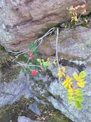 Sorbus sitchensis