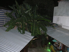 Epomophorus
